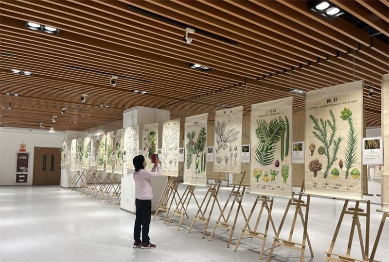 大美树木！72幅精选植物科学画展出