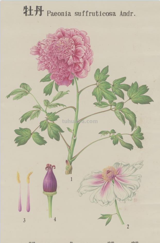 大美树木！72幅精选植物科学画展出