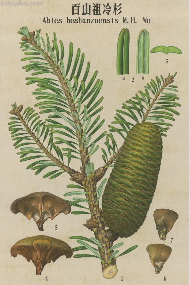 大美树木！72幅精选植物科学画展出