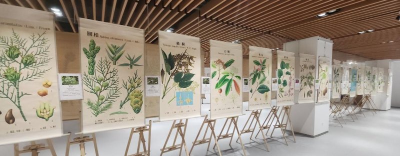 大美树木！72幅精选植物科学画展出