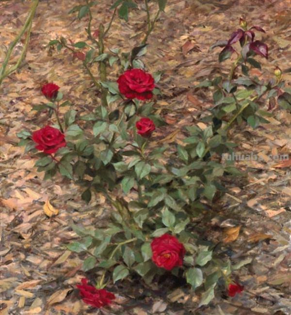 花卉静物油画 美国画家Holly Hope Banks作品