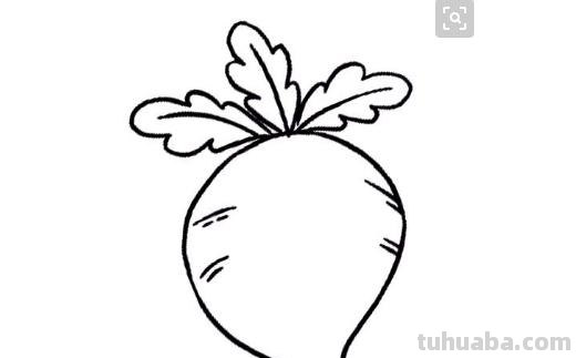 芹菜怎么画简笔画(芹菜怎么画简笔画图片) 芹菜怎么画简笔画(芹菜怎么画简笔画图片)