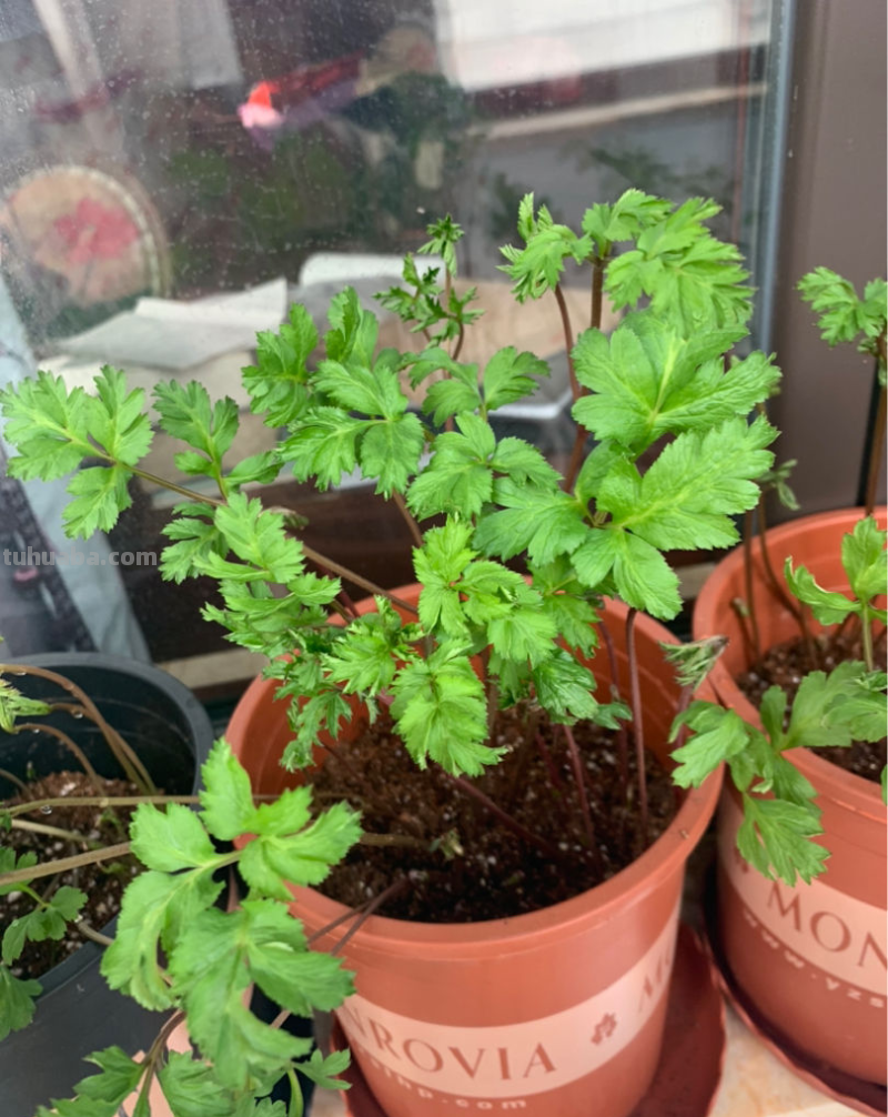 4种蔬菜种在家里，足不出户也能养活一家，冬天管够