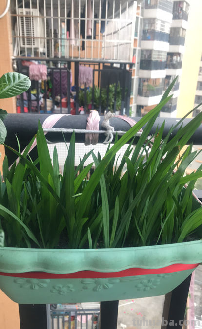 4种蔬菜种在家里，足不出户也能养活一家，冬天管够