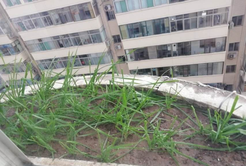 4种蔬菜种在家里，足不出户也能养活一家，冬天管够