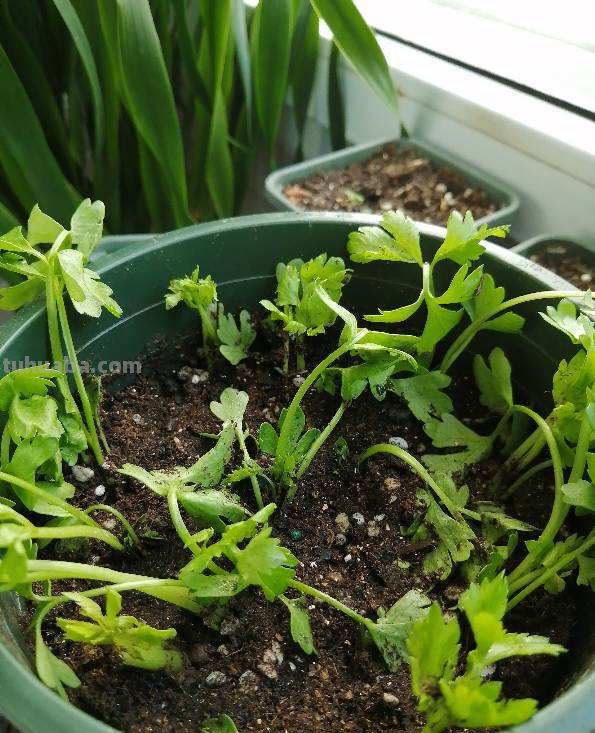 4种蔬菜种在家里，足不出户也能养活一家，冬天管够