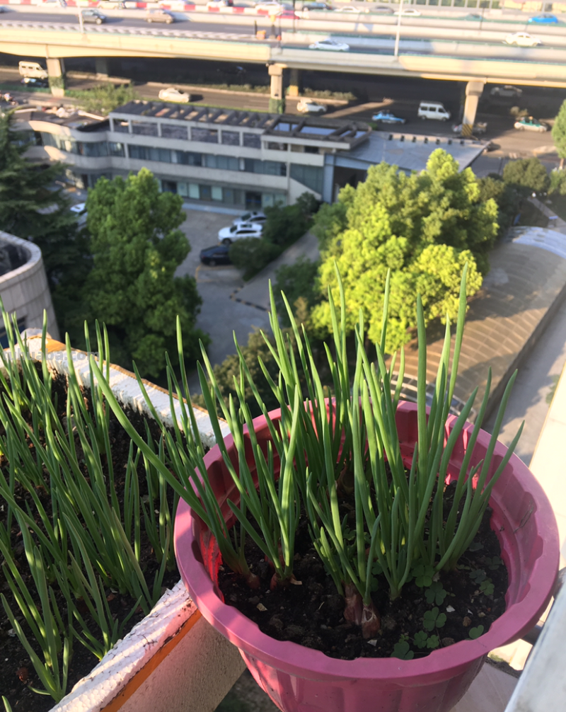 4种蔬菜种在家里，足不出户也能养活一家，冬天管够