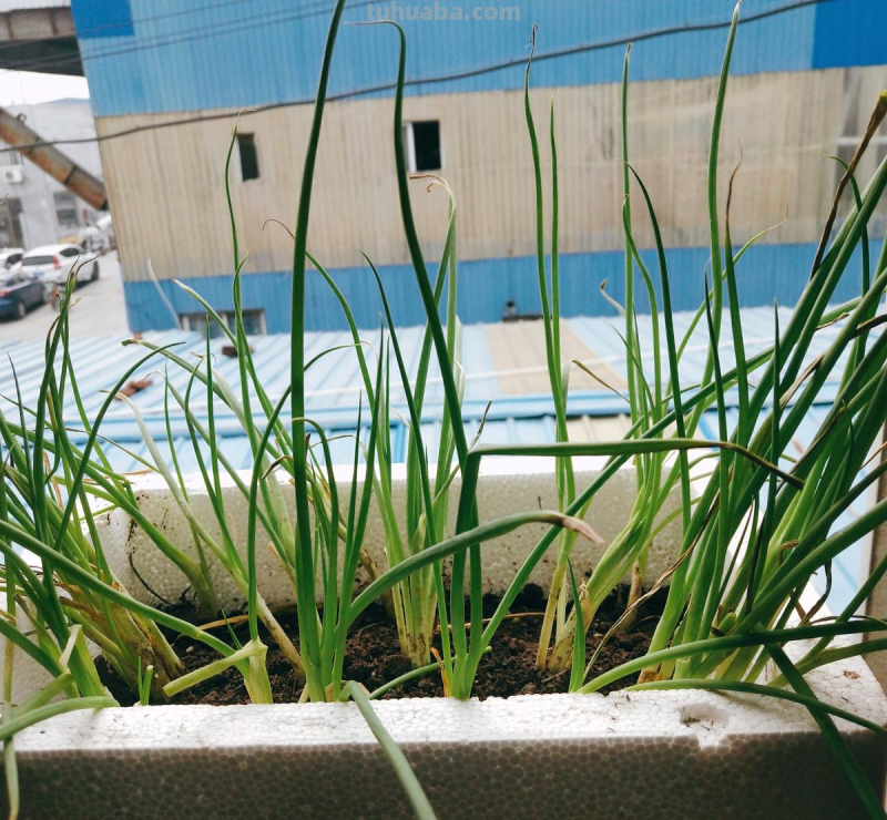 4种蔬菜种在家里，足不出户也能养活一家，冬天管够