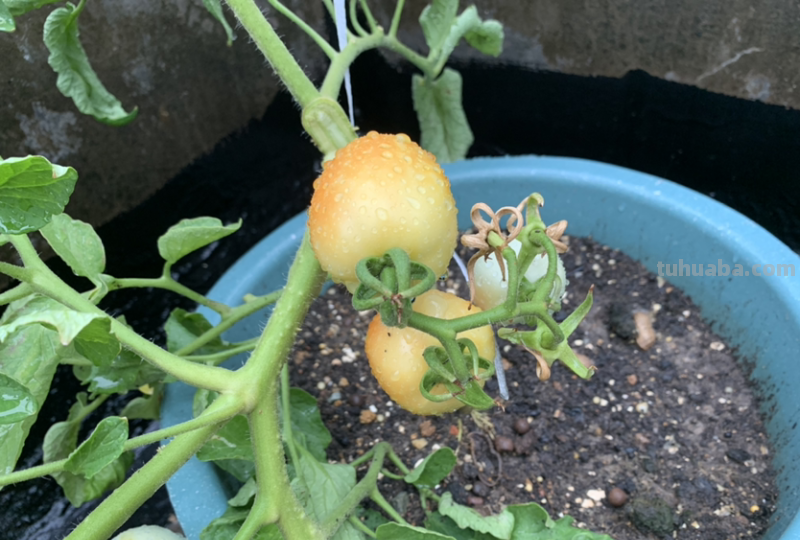 4种蔬菜种在家里，足不出户也能养活一家，冬天管够