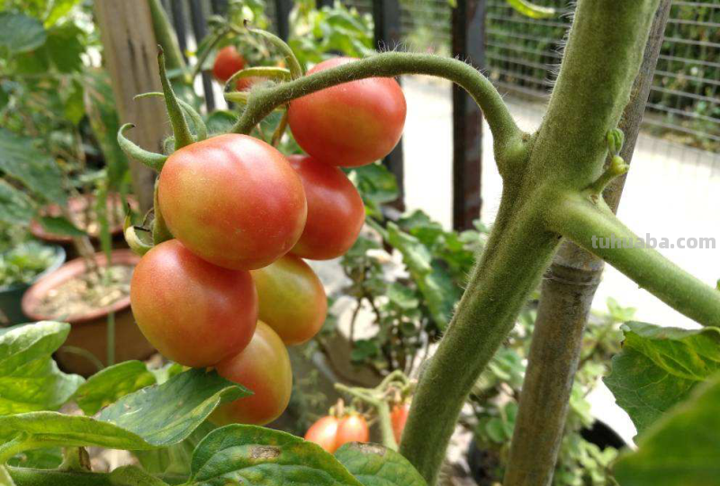 4种蔬菜种在家里，足不出户也能养活一家，冬天管够