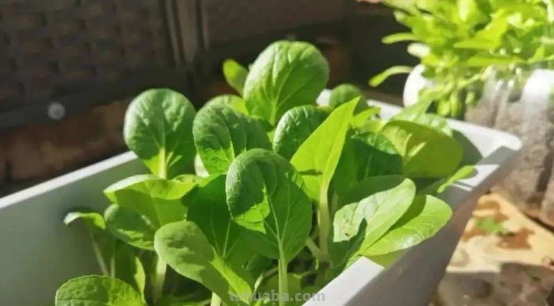 家庭如何种植小白菜？简单4步，长爆盆，吃也吃不完