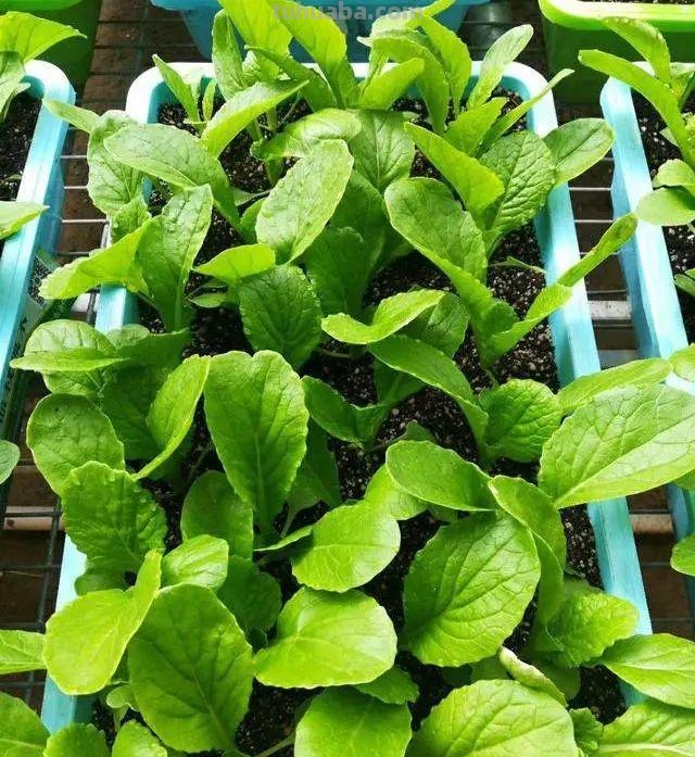 家庭如何种植小白菜？简单4步，长爆盆，吃也吃不完