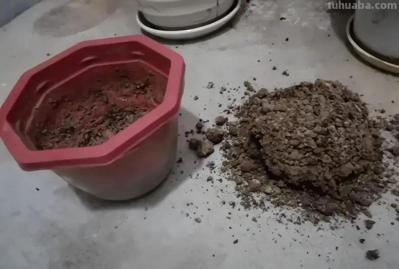 家庭如何种植小白菜？简单4步，长爆盆，吃也吃不完