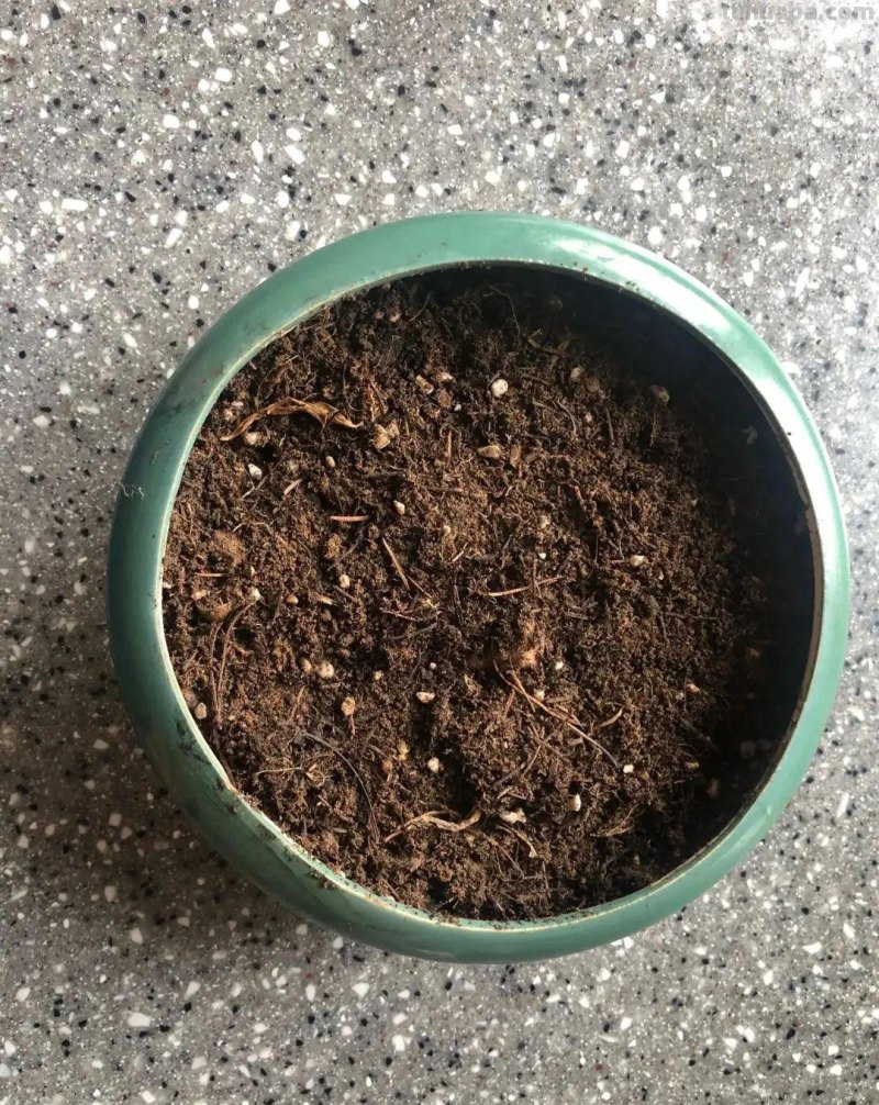 家庭如何种植小白菜？简单4步，长爆盆，吃也吃不完