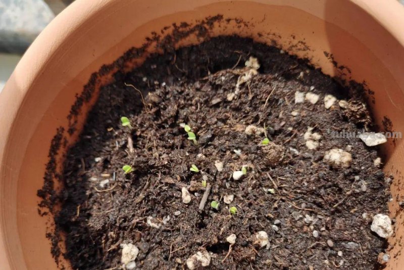 家庭如何种植小白菜？简单4步，长爆盆，吃也吃不完