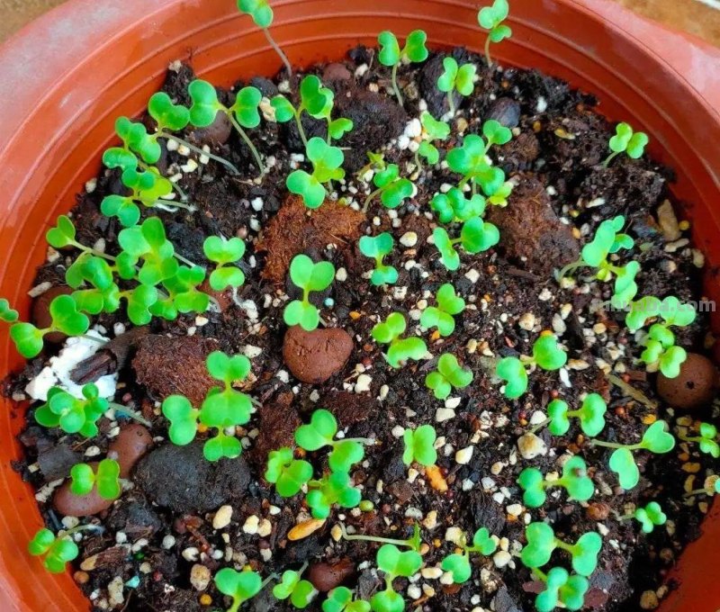 家庭如何种植小白菜？简单4步，长爆盆，吃也吃不完