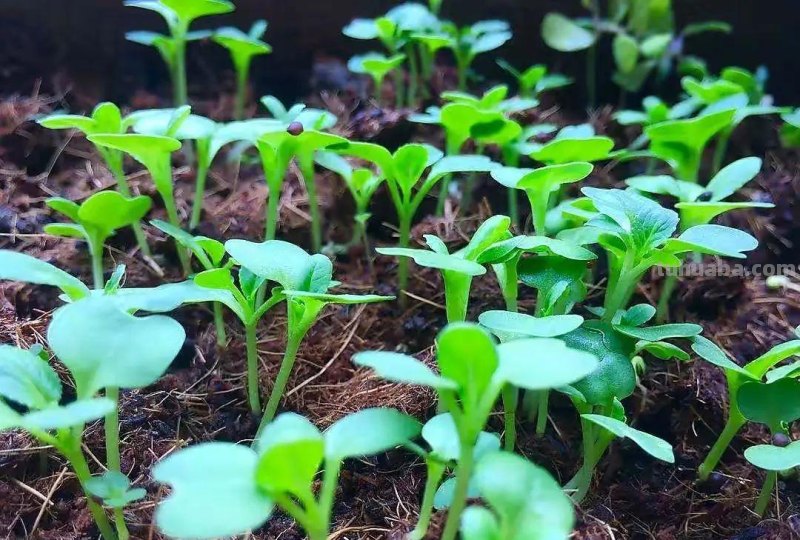 家庭如何种植小白菜？简单4步，长爆盆，吃也吃不完