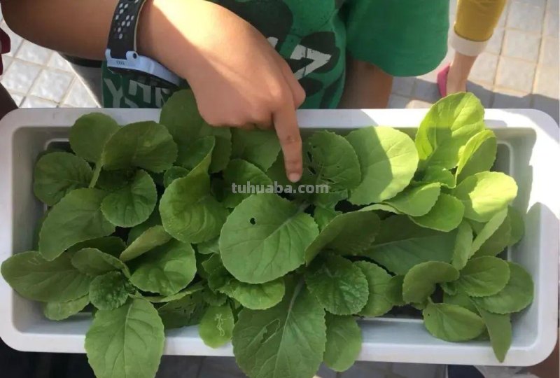 家庭如何种植小白菜？简单4步，长爆盆，吃也吃不完