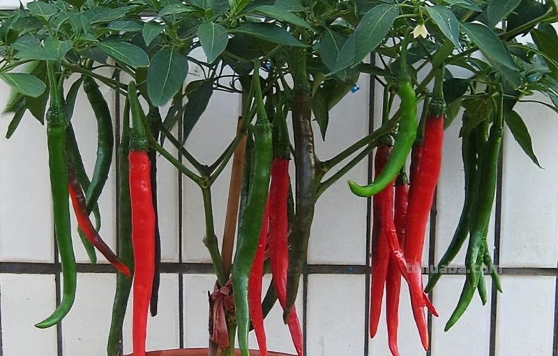 在家种辣椒，3个简单步骤，辣椒挂满枝，连续收获漂亮又美味