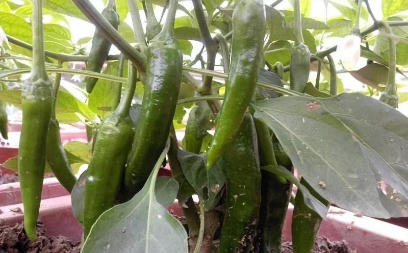 在家种辣椒，3个简单步骤，辣椒挂满枝，连续收获漂亮又美味