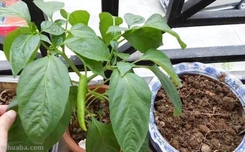 在家种辣椒，3个简单步骤，辣椒挂满枝，连续收获漂亮又美味