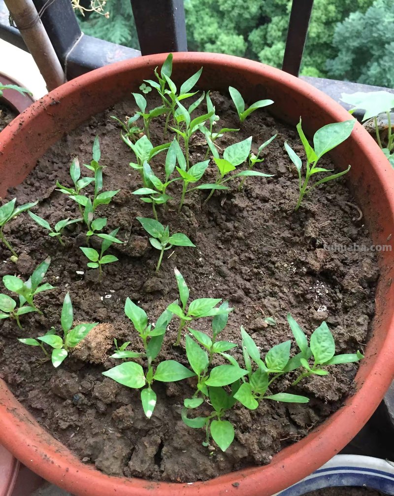 在家种辣椒，3个简单步骤，辣椒挂满枝，连续收获漂亮又美味