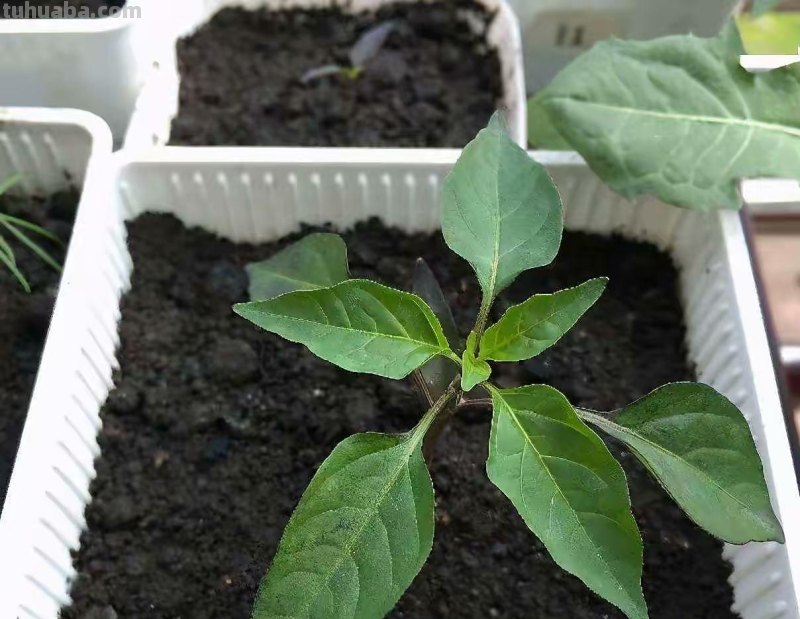 在家种辣椒，3个简单步骤，辣椒挂满枝，连续收获漂亮又美味