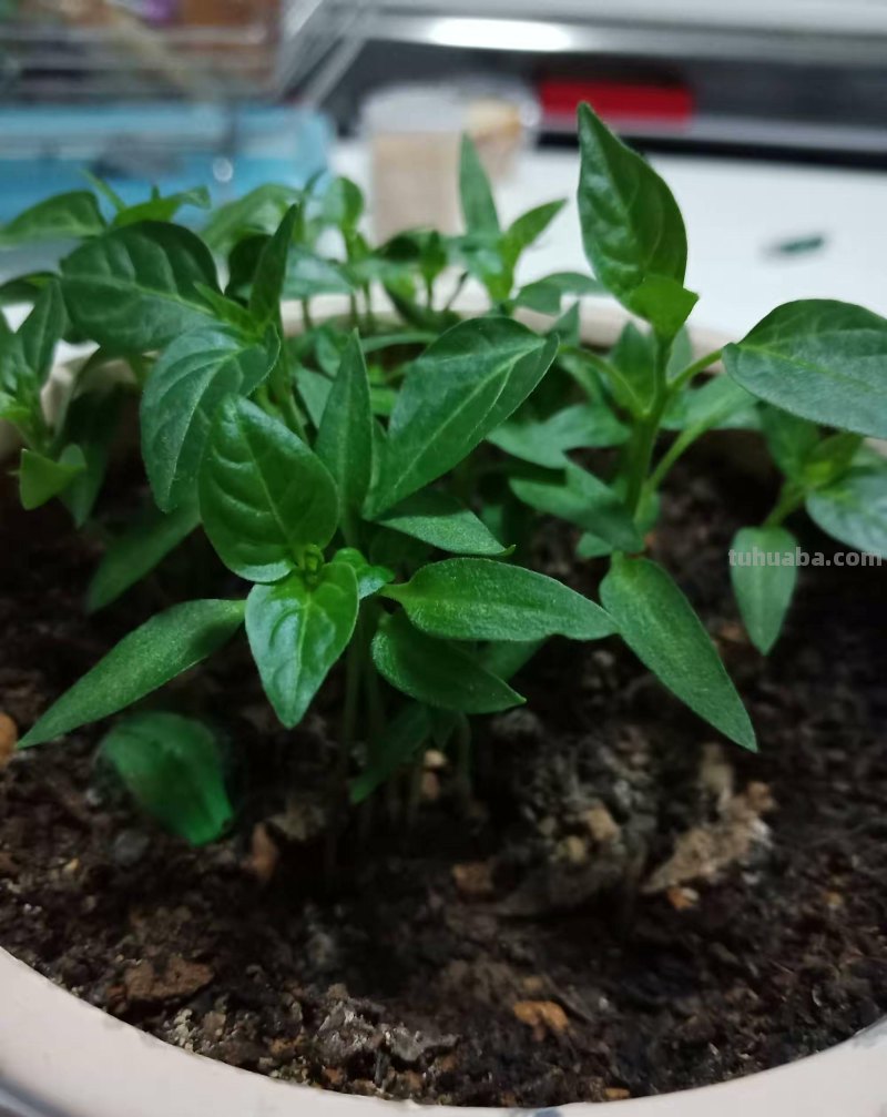 在家种辣椒，3个简单步骤，辣椒挂满枝，连续收获漂亮又美味