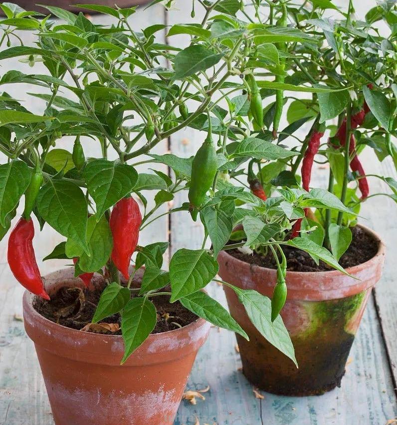 在家种辣椒，3个简单步骤，辣椒挂满枝，连续收获漂亮又美味