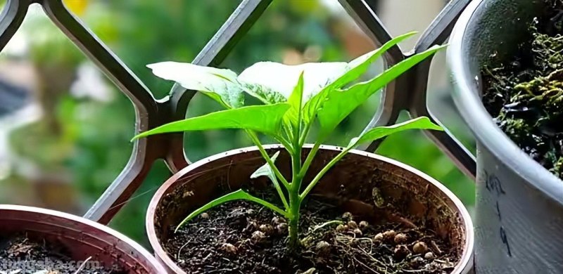 在家种辣椒，3个简单步骤，辣椒挂满枝，连续收获漂亮又美味