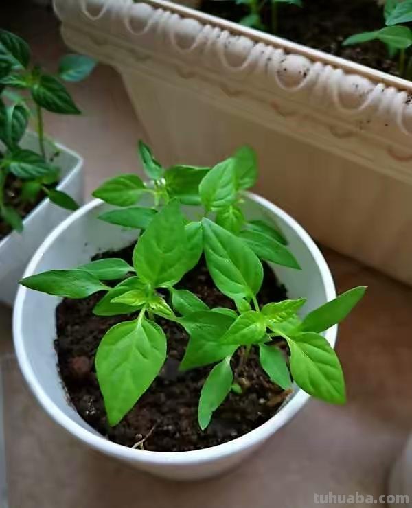 在家种辣椒，3个简单步骤，辣椒挂满枝，连续收获漂亮又美味