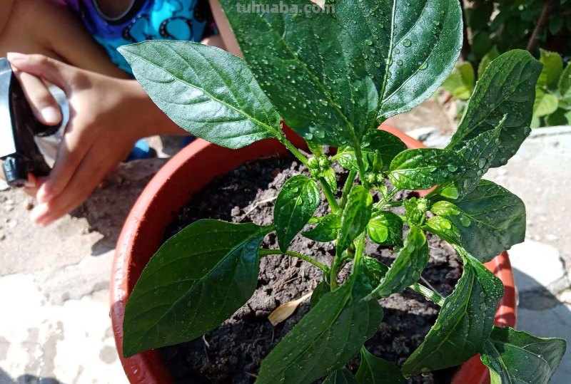 在家种辣椒，3个简单步骤，辣椒挂满枝，连续收获漂亮又美味