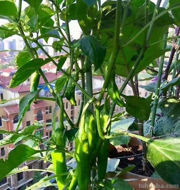 在家种辣椒，3个简单步骤，辣椒挂满枝，连续收获漂亮又美味