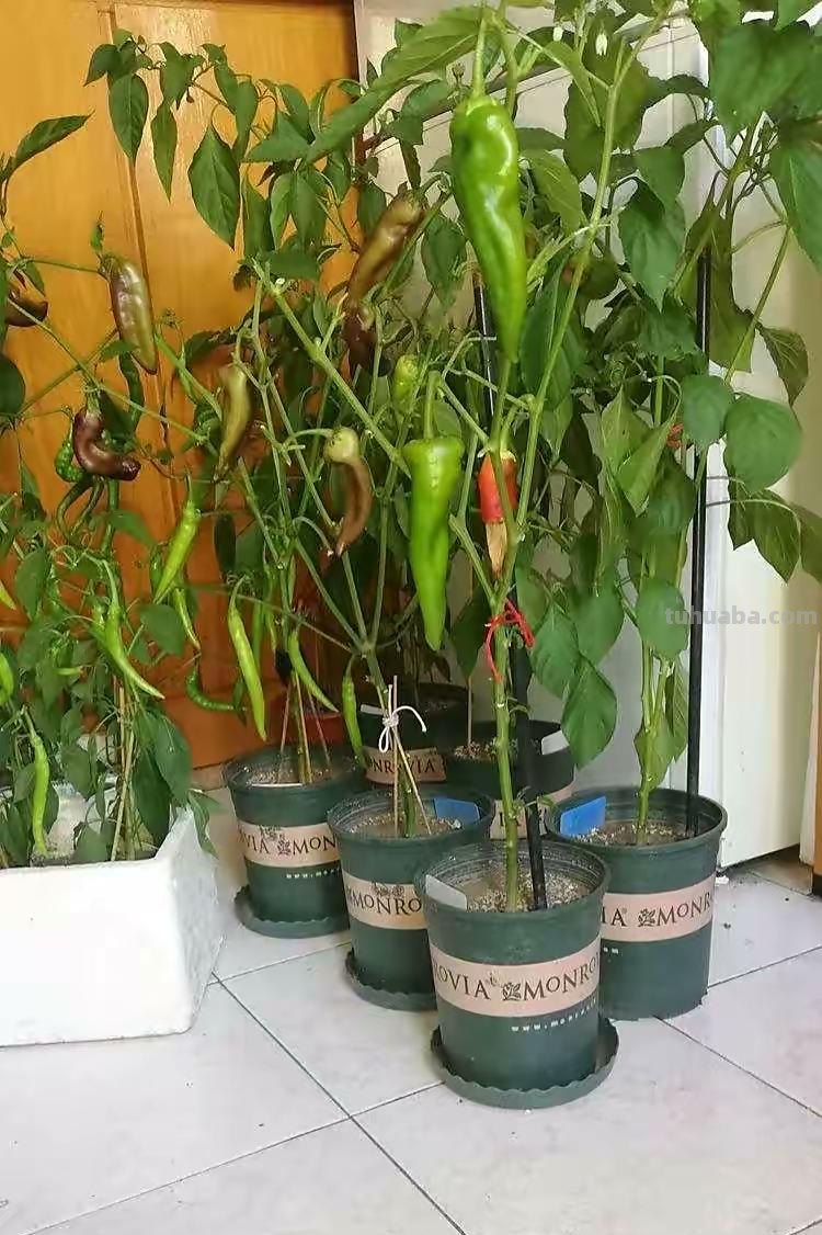 在家种辣椒，3个简单步骤，辣椒挂满枝，连续收获漂亮又美味