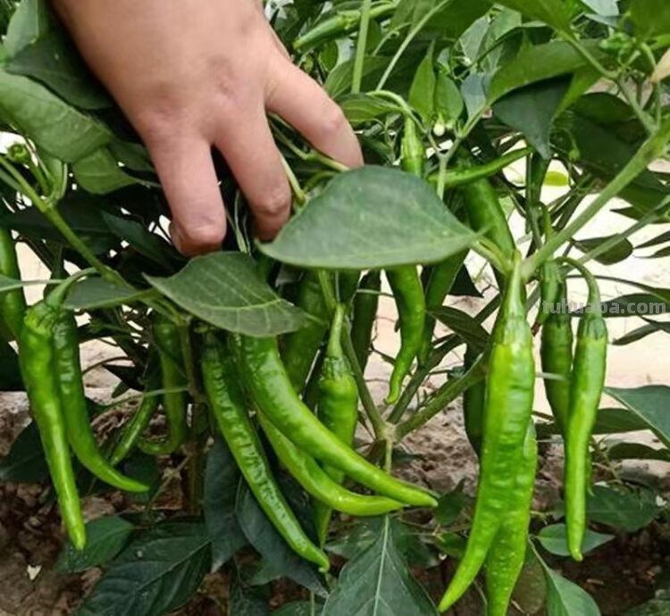 在家种辣椒，3个简单步骤，辣椒挂满枝，连续收获漂亮又美味