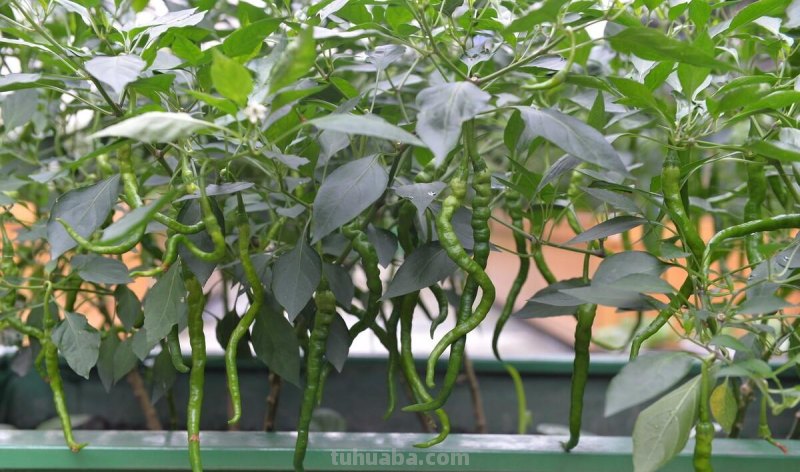 家庭种植蔬菜，不用化肥和农药，用它试试，照样种出好菜