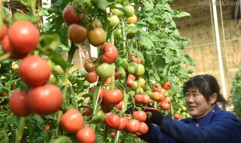 家庭种植蔬菜，不用化肥和农药，用它试试，照样种出好菜