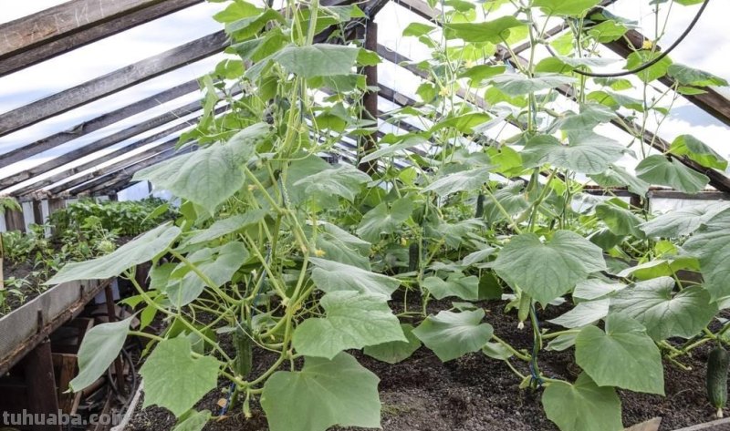 家庭种植蔬菜，不用化肥和农药，用它试试，照样种出好菜