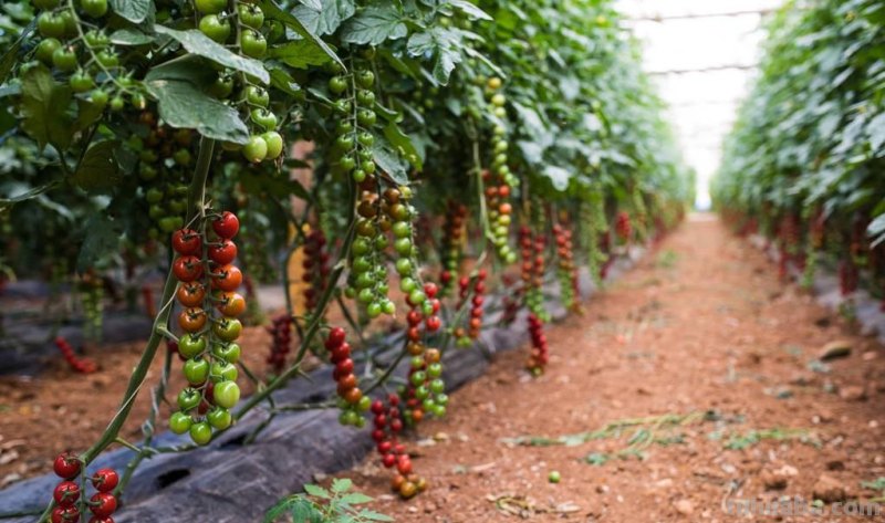 家庭种植蔬菜，不用化肥和农药，用它试试，照样种出好菜