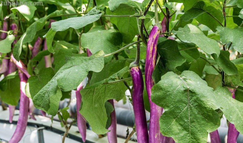 家庭种植蔬菜，不用化肥和农药，用它试试，照样种出好菜