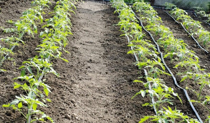 家庭种植蔬菜，不用化肥和农药，用它试试，照样种出好菜
