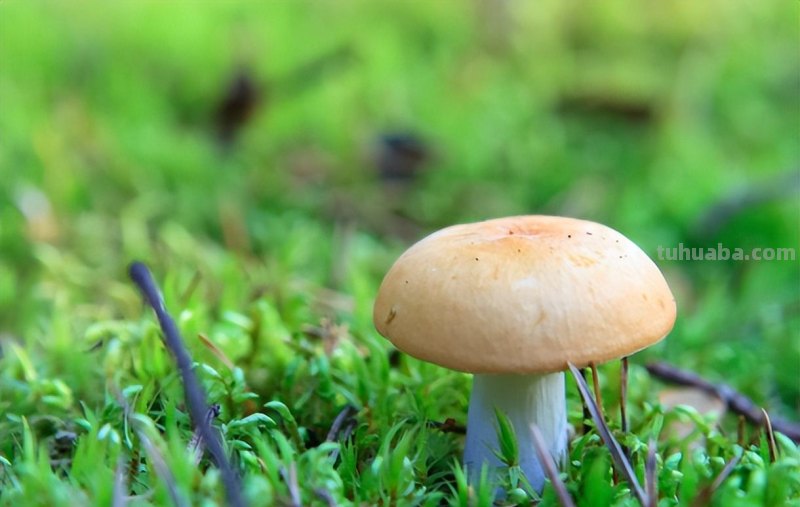 家庭蘑菇菌包种植，记住这4点，轻松种出蘑菇