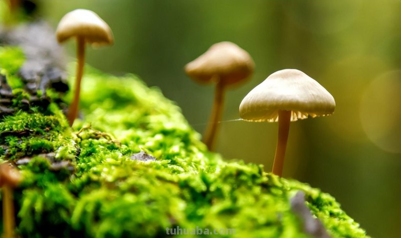 家庭蘑菇菌包种植，记住这4点，轻松种出蘑菇