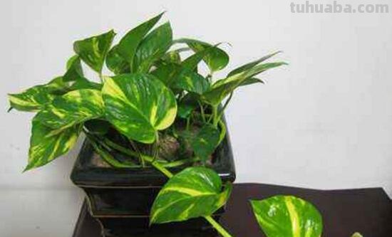 绿萝好养吗,绿萝的养殖方法和注意事项 绿萝好养吗,绿萝的养殖方法和注意事项