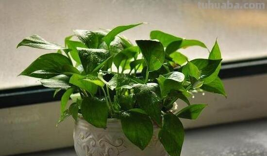 绿萝好养吗,绿萝的养殖方法和注意事项 绿萝好养吗,绿萝的养殖方法和注意事项