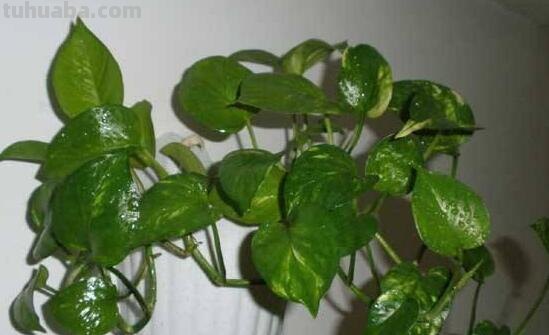 绿萝好养吗,绿萝的养殖方法和注意事项 绿萝好养吗,绿萝的养殖方法和注意事项