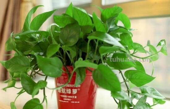 绿萝好养吗,绿萝的养殖方法和注意事项 绿萝好养吗,绿萝的养殖方法和注意事项