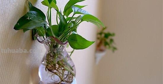 绿萝好养吗,绿萝的养殖方法和注意事项 绿萝好养吗,绿萝的养殖方法和注意事项