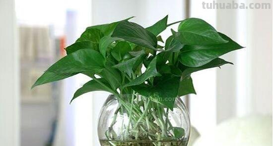 绿萝好养吗,绿萝的养殖方法和注意事项 绿萝好养吗,绿萝的养殖方法和注意事项