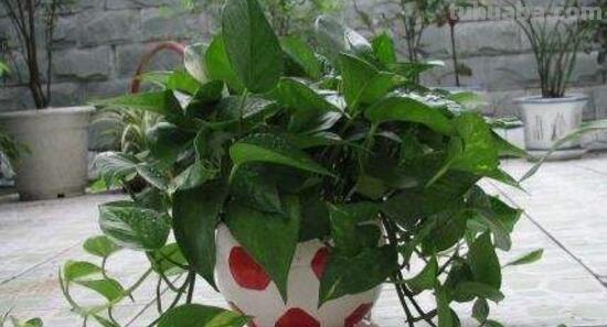 绿萝好养吗,绿萝的养殖方法和注意事项 绿萝好养吗,绿萝的养殖方法和注意事项